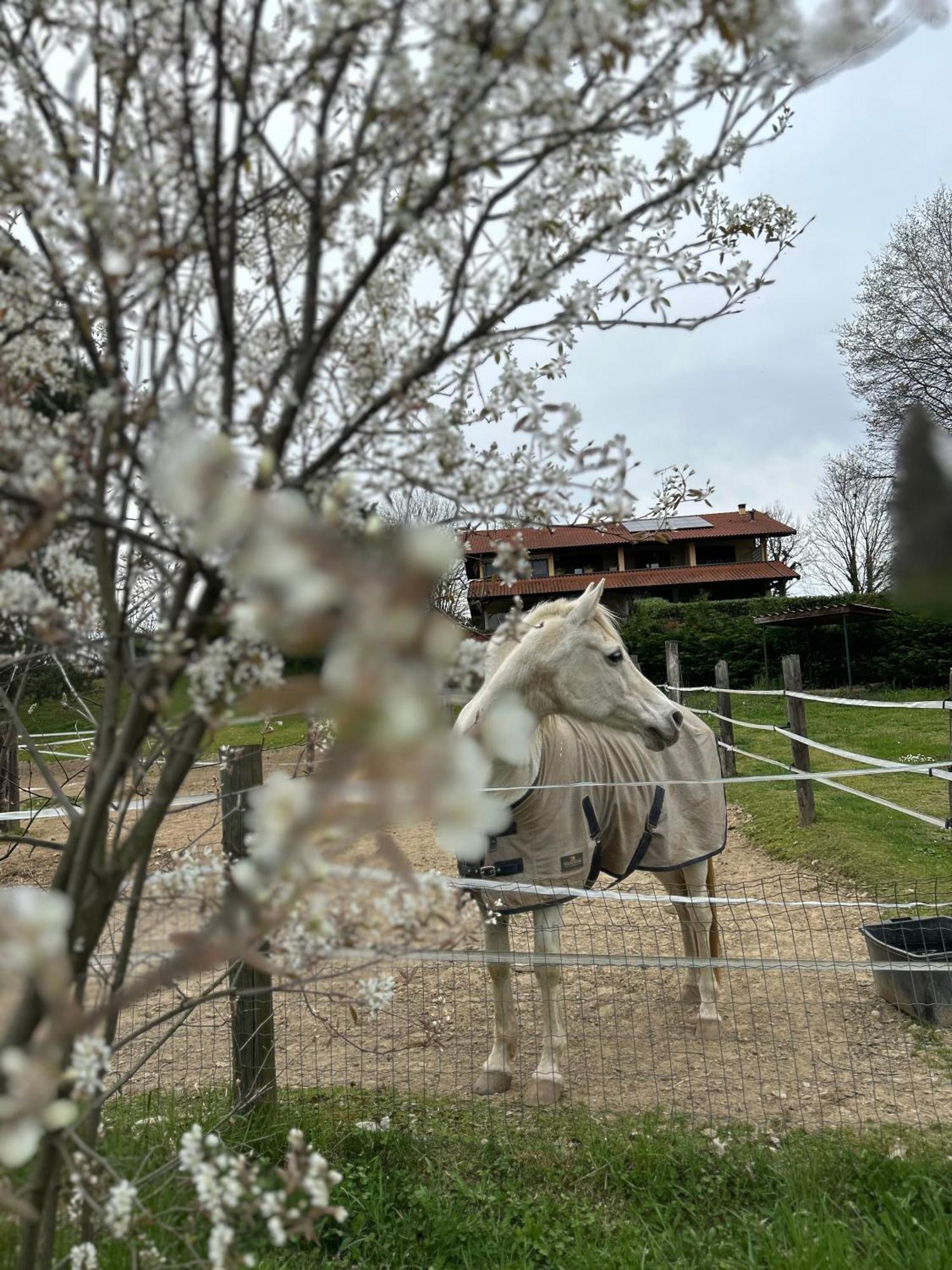 Bilocale In The Farm- Malpensa-Lago Maggiore Varallo Pombia Exterior photo